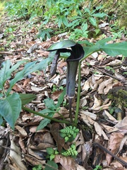 Arisaema ilanense