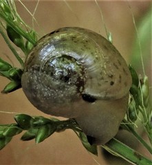 Kerkophorus melvilli