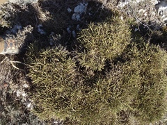 Genista lobelii