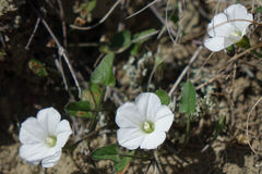 Convolvulus waitaha