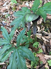 Arisaema ilanense