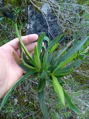 Bupleurum gibraltaricum