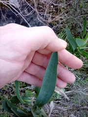 Bupleurum gibraltaricum