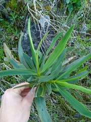 Bupleurum gibraltaricum