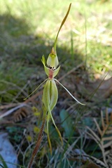 Caladenia dilatata