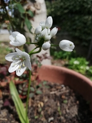Allium neapolitanum