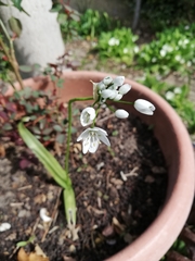 Allium neapolitanum