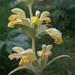 Phlomis crinita mauritanica - Photo (c) Rebbas, some rights reserved (CC BY-NC), uploaded by Rebbas