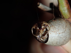 Doratifera vulnerans