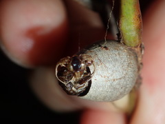 Doratifera vulnerans