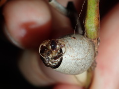 Doratifera vulnerans