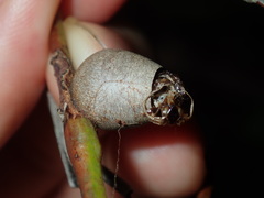 Doratifera vulnerans