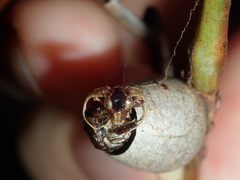 Doratifera vulnerans