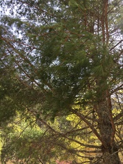 Pinus morrisonicola
