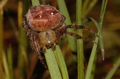 Pararaneus