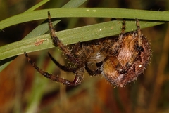 Pararaneus