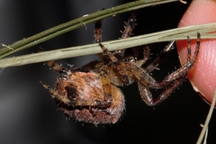 Pararaneus