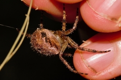 Pararaneus