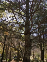 Pinus morrisonicola