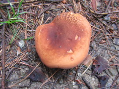 Lactifluus oedematopus