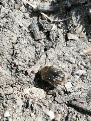 Tropinota