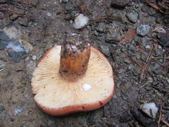 Lactifluus oedematopus