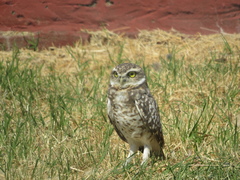 Athene cunicularia