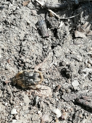 Tropinota