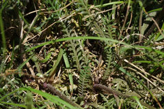 Lepidium sisymbrioides