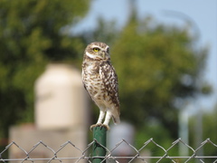 Athene cunicularia