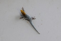 Lygodactylus picturatus