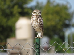 Athene cunicularia