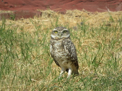 Athene cunicularia