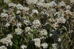 Lepidium sisymbrioides