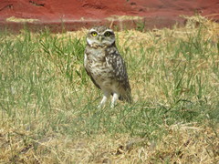 Athene cunicularia