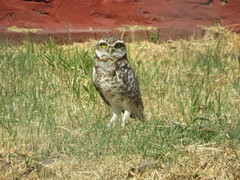 Athene cunicularia