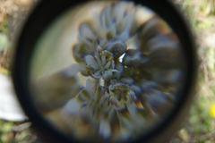 Lepidium sisymbrioides