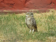 Athene cunicularia