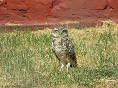 Athene cunicularia