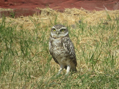 Athene cunicularia