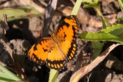 Byblia anvatara acheloia