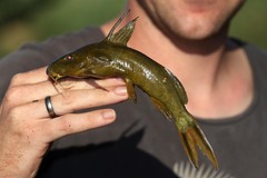 Synodontis rufigiensis