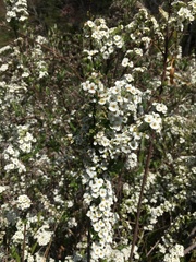 Spiraea prunifolia pseudoprunifolia