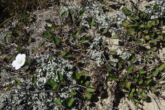 Convolvulus waitaha