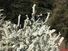 Spiraea prunifolia pseudoprunifolia