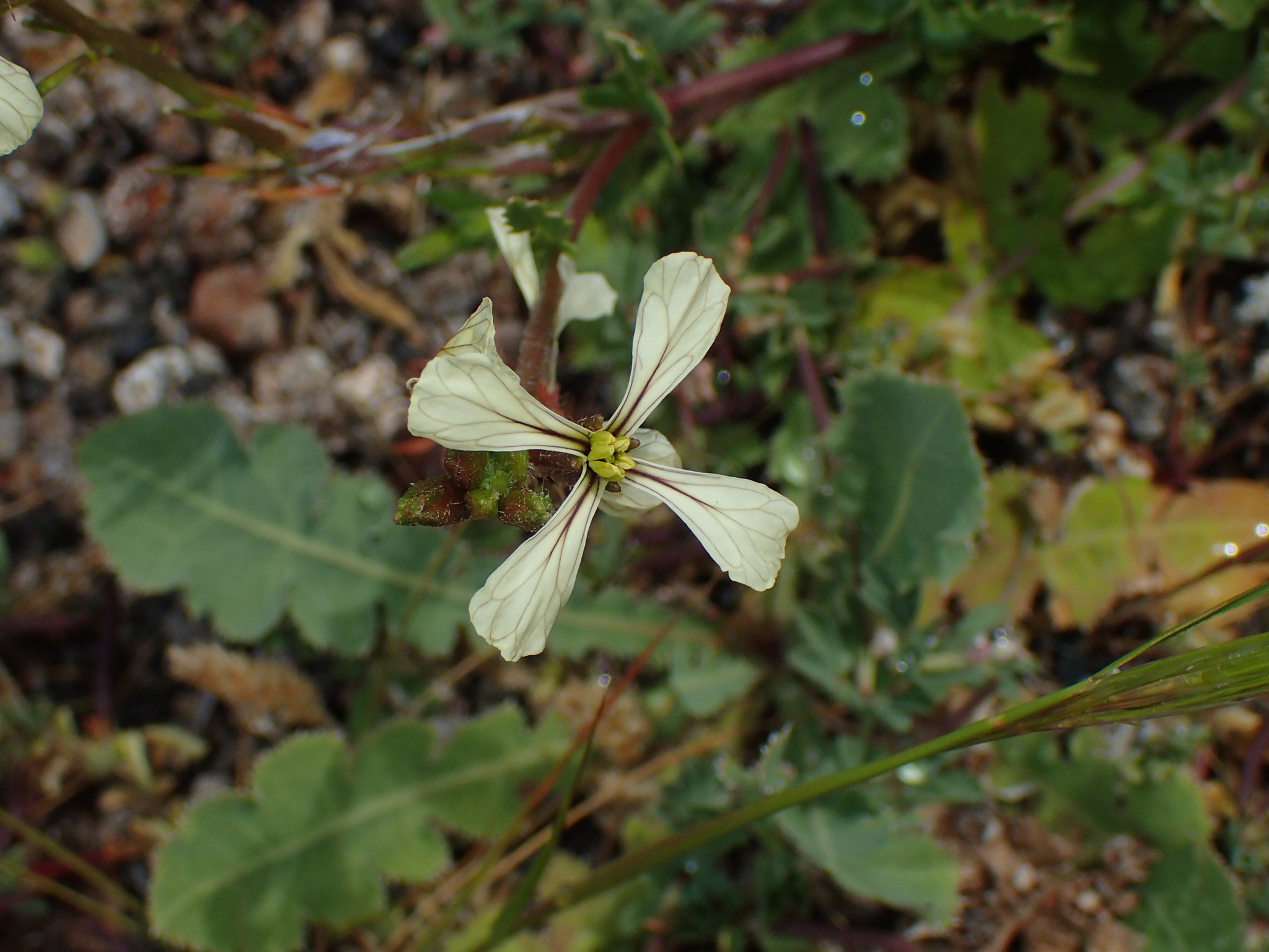 Rugula