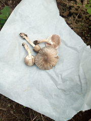Agaricus rotalis