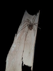 Loxosceles simillima