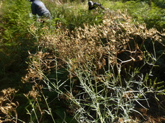 Senecio quadridentatus