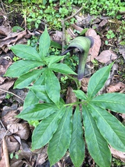 Arisaema ilanense